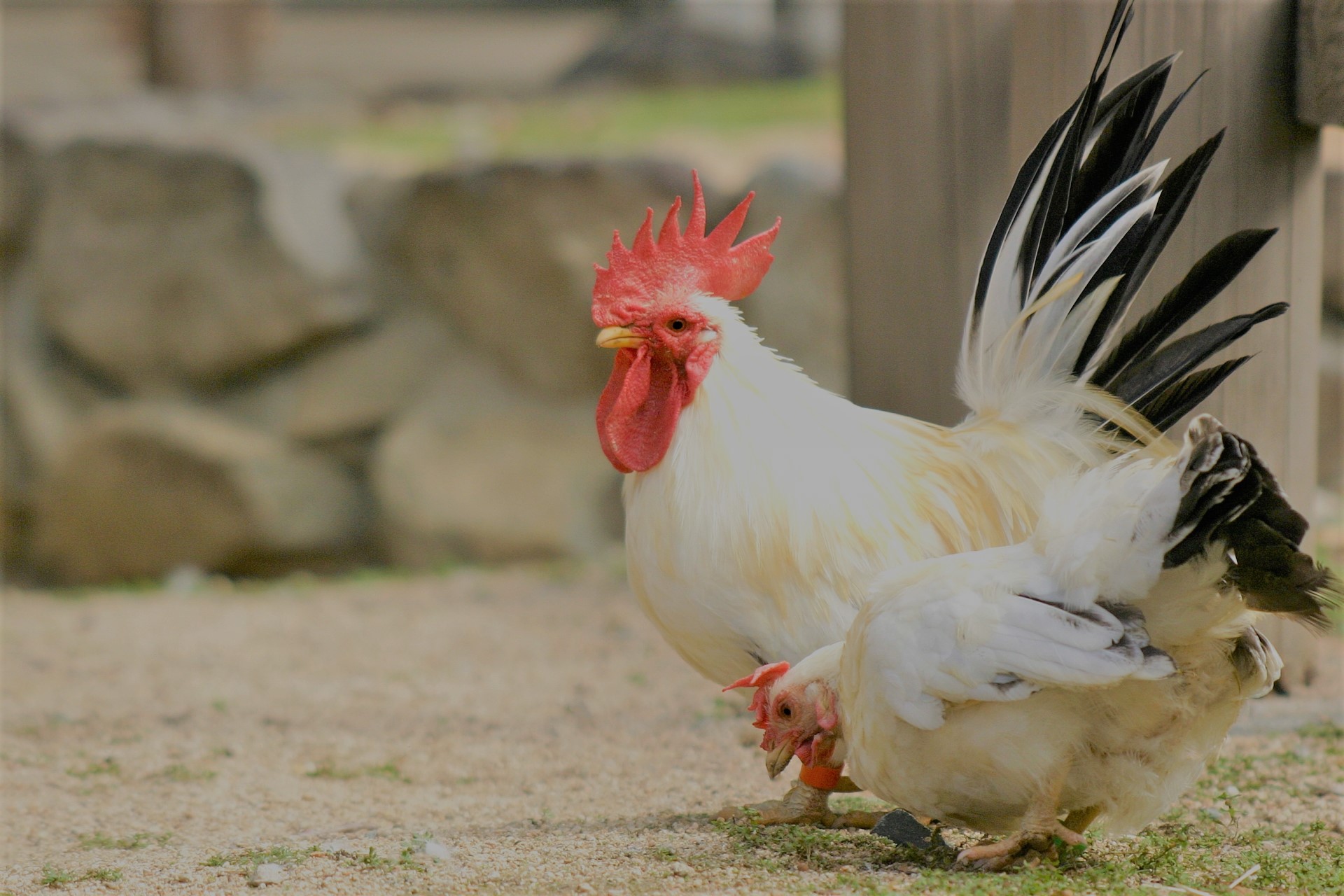 鶏がきっかけとなった腸内研究