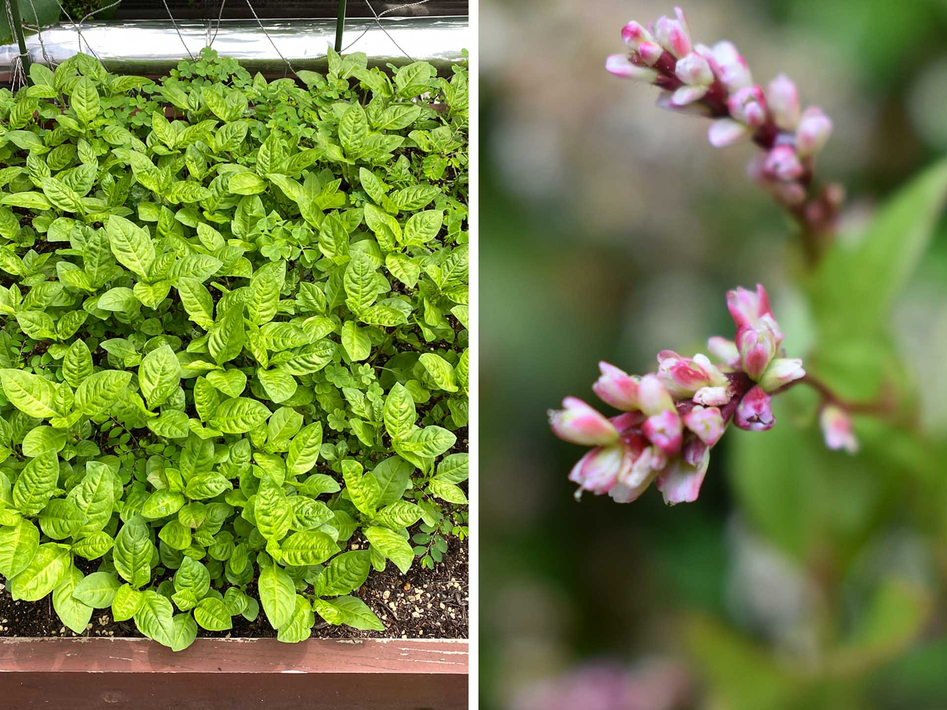 屋上で育てている藍・藍の花