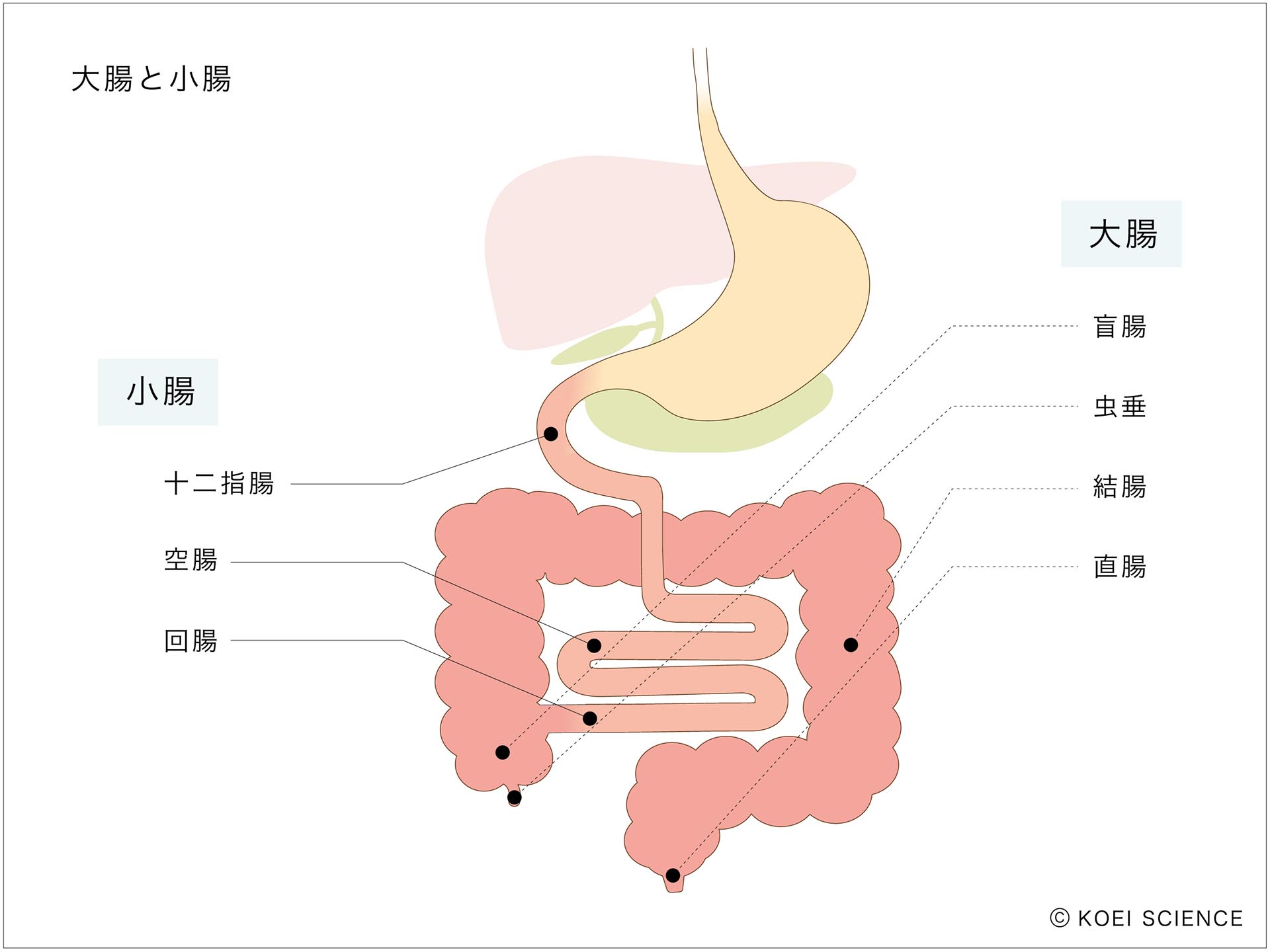 腸・知菌・育菌