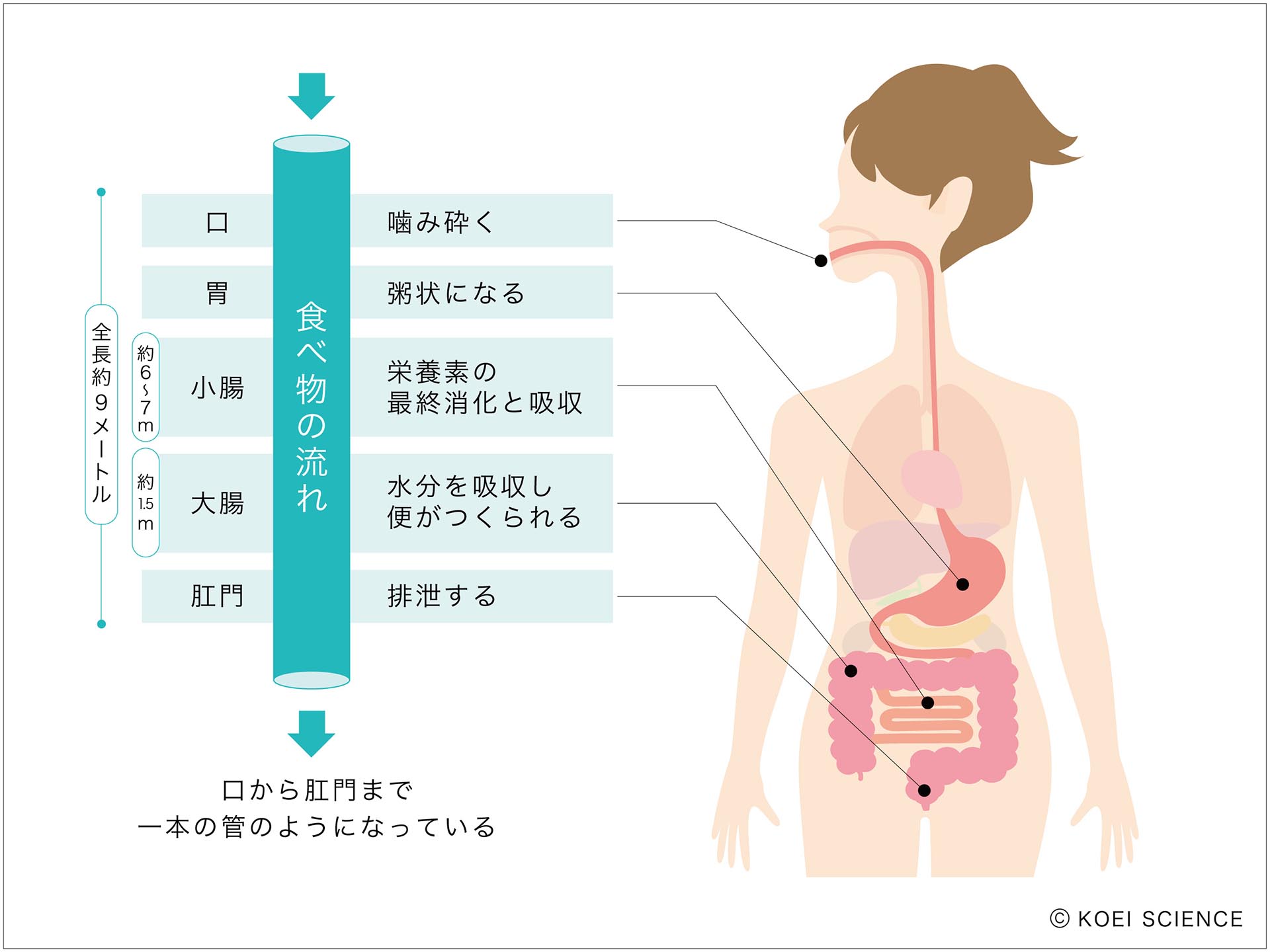 腸・知菌・育菌