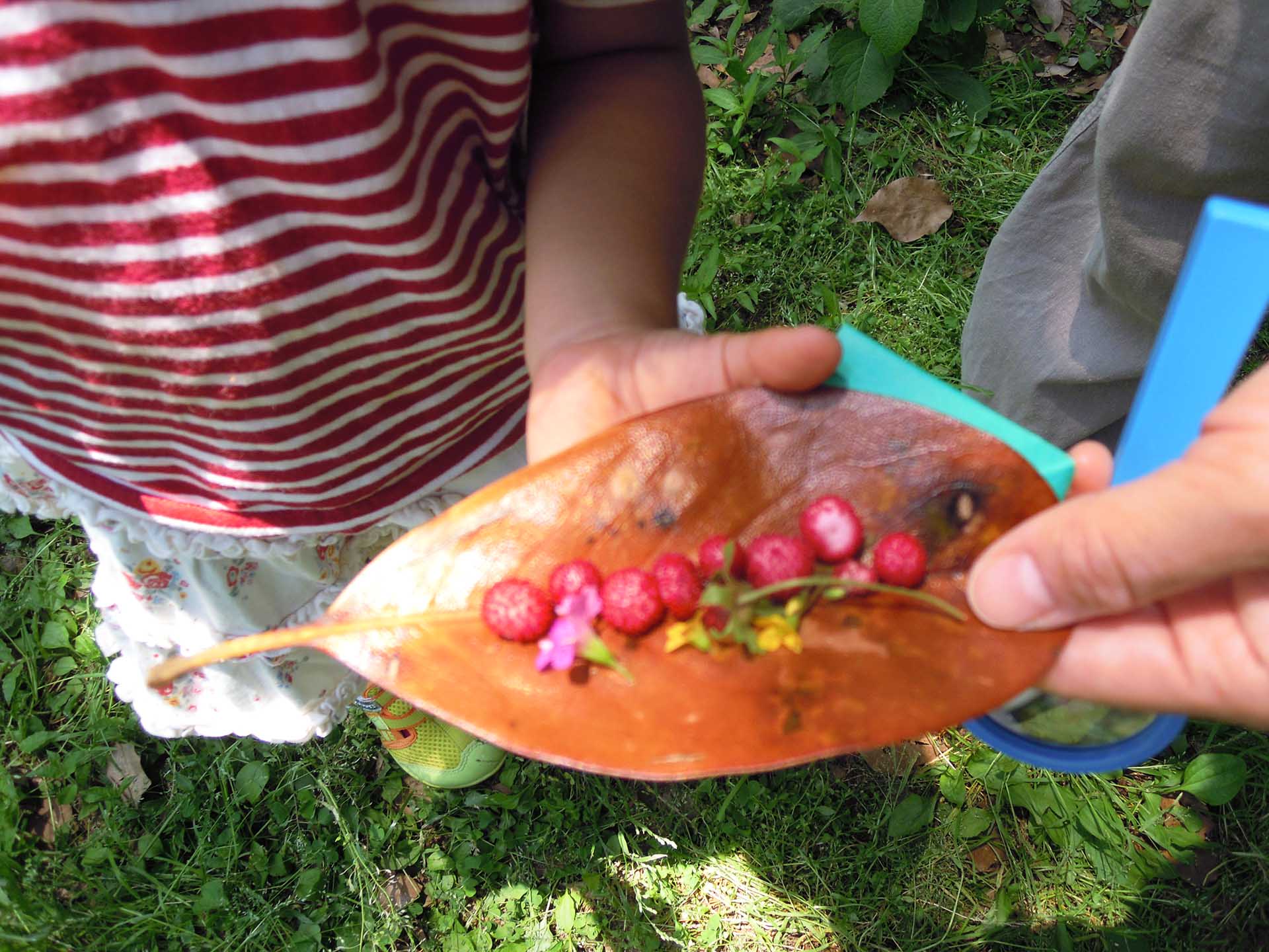 自然・落ち葉・実・食物連鎖・微生物