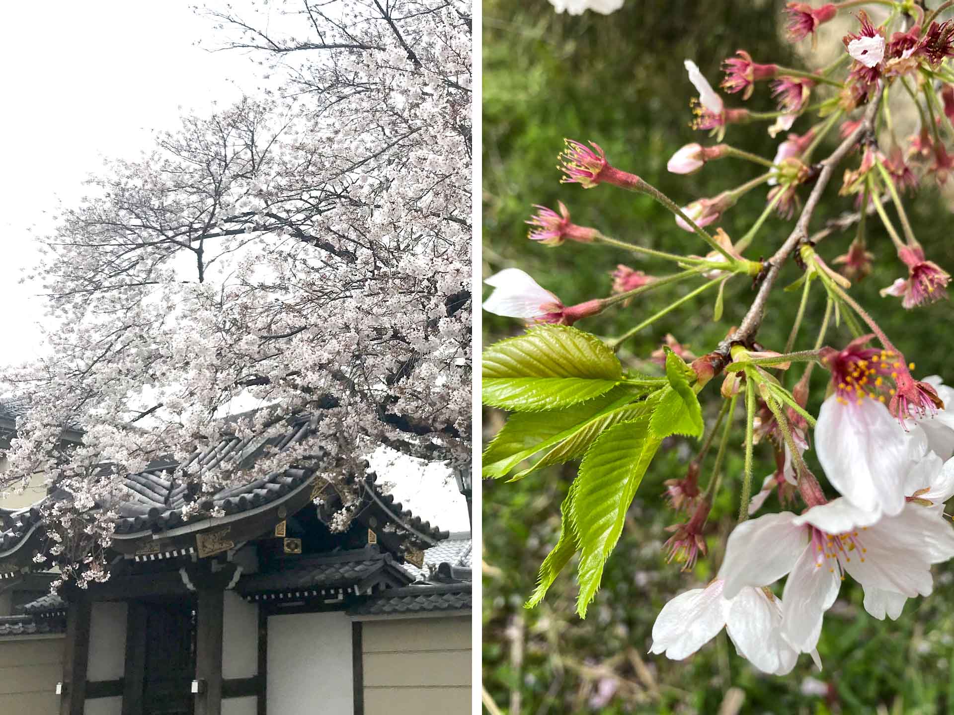 さくら・古木・花吹雪