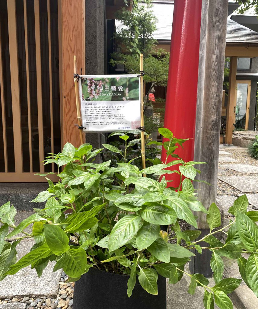 神田・稲荷藍