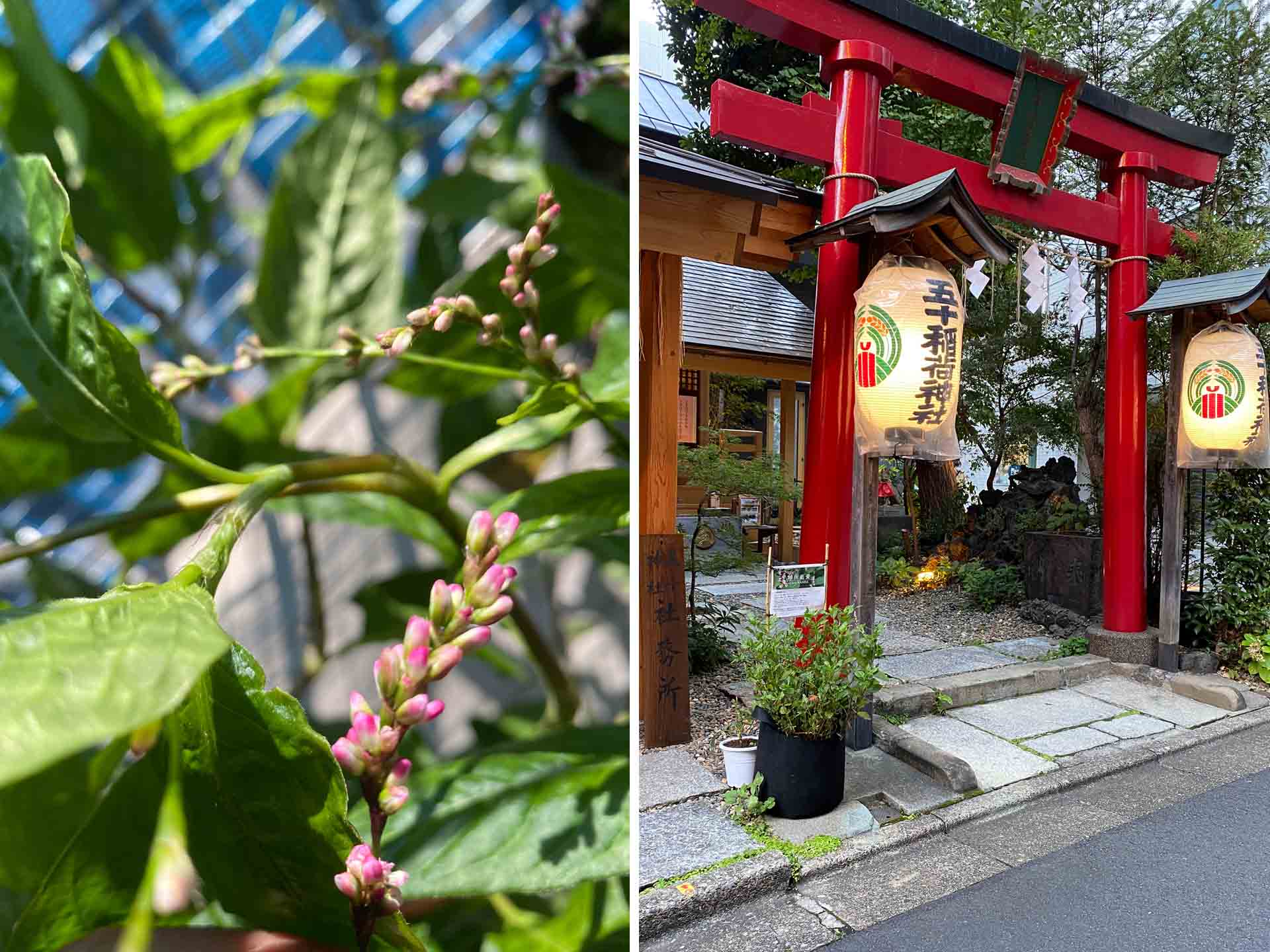 神田藍の会・藍