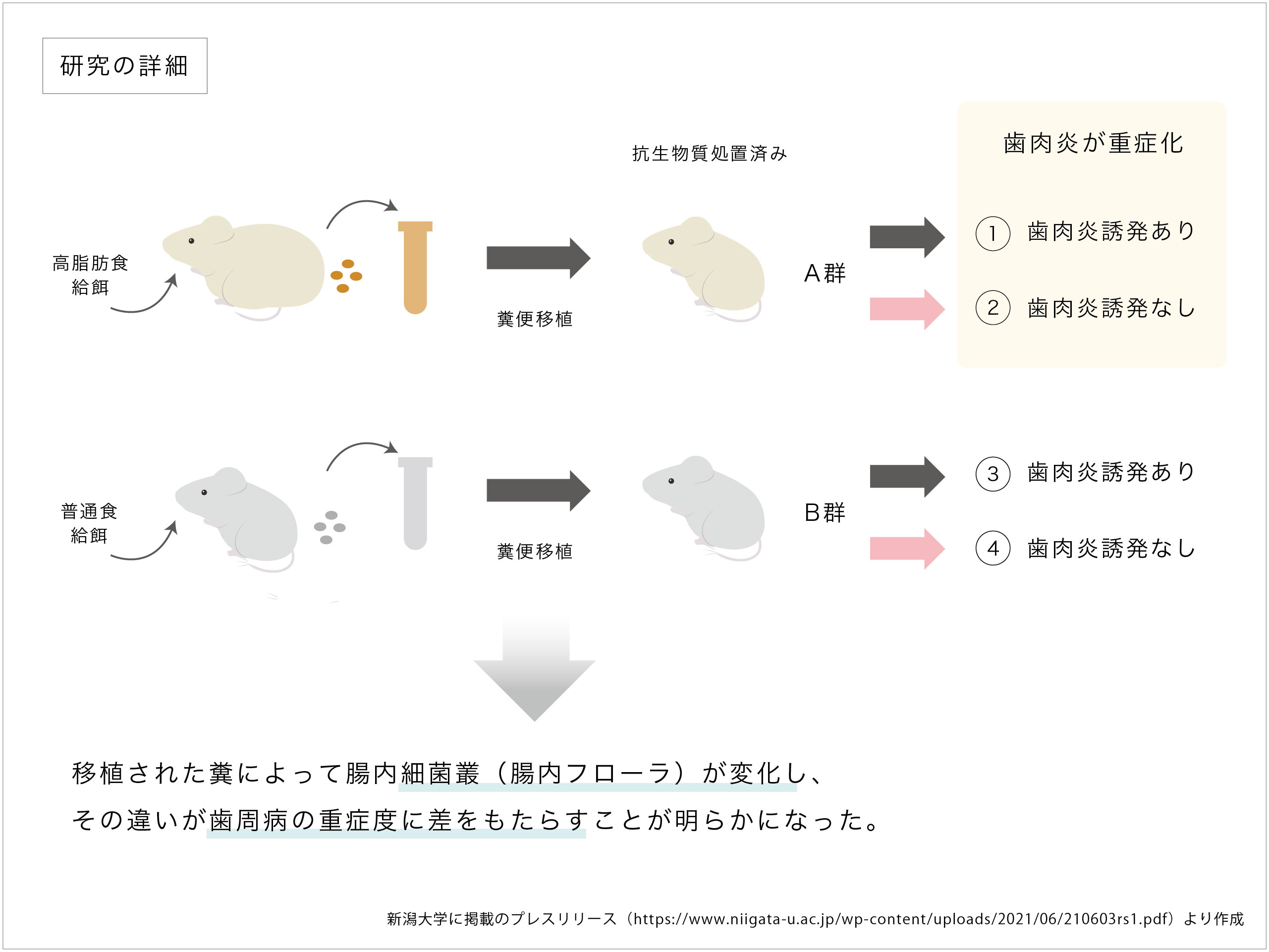 歯周病・肥満・腸内細菌・微生物