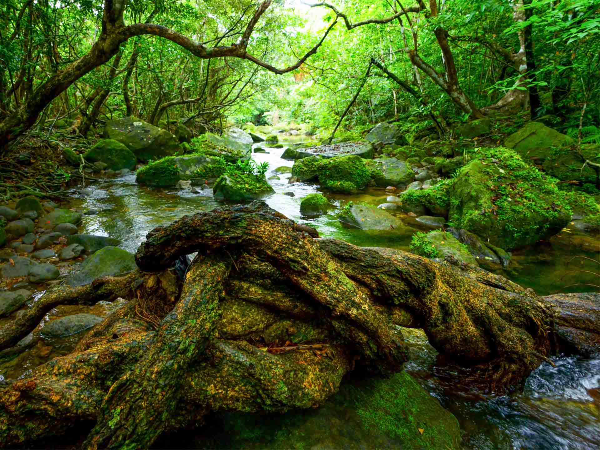 熱帯雨林・細菌の世界